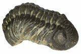 Detailed Morocops Trilobite - Morocco #155870-1